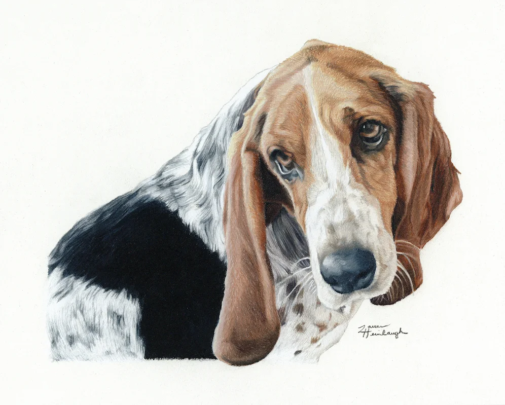 Pet Portrait: Hugo the Basset Hound — Lauren's Petraits (And